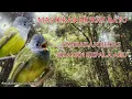 Download Lagu Masteran muray batu !! Tembakan sikatan kepala abu !! suara burung sikatan kepala abu