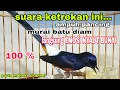 Lagu Suara Ketrekan Murai batu Ampuh Pancing Emosi Murai Diam Langsung NYAUT BUNYI
