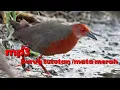 Download Lagu Suara burung tikusan mata merah joss
