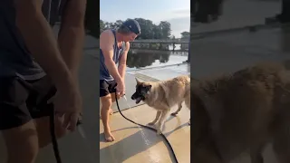 Dockside shenanigans with this old pup #boatlife #boatdog #shorts