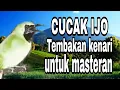 Lagu Cucak Ijo gacor isian kenari cocok untuk masteran burung lomba