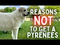 Reasons NOT To Buy A GREAT PYRENEES From A Great Pyrenees Owner
