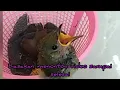 Download Lagu suara anak burung cak kombo / kacial lombok sangat cocok buat pancingan