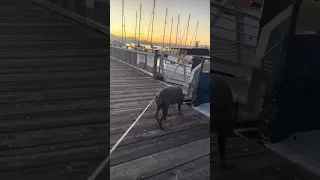 #Fyp #dream #YouTube #doberman #pets