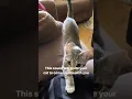 Lagu This sound will make your Cat come cuddle with you π