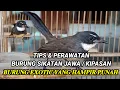 Download Lagu Cara merawat sikatan kipas agar cepat gacor ll Perawatan burung sikatan jawa