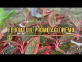 Download Lagu ❗️Heboh Full Promo Aglonema❗️