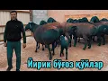 Йош йирик бўғоз қўйлар🔥 барра қўзи бошланди улгириб қолинг Достонбек арзончи