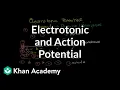 Electrotonic and action potentials Human anatomy and physiology Health Medicine Khan Academy