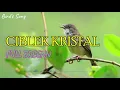 Download Lagu Masteran Yang Sering Dicari Kicau Mania | Ciblek Kristal Gacor Ngebren Durasi 1 Jam
