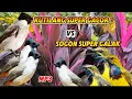 Download Lagu Suara Pikat Kutilang gacor vs Suara Pikat Sogon super Ganas mp3 Jernih Auto Nyaut