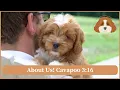 Cavapoo 3 16 Loving Cavapoo Breeder About Us