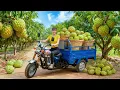 Rewind Timelapse: Harvest 2,500 KG Rare Custard Apples | 3-Wheeled Truck Challenge to Help Villagers