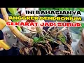 Download Lagu RAHASIA ANGGREK DENDROBIUM SEKARAT JADI SEHAT DAN SUBUR