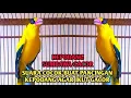 Download Lagu PANCINGAN KEPODANG SUMBAWA GACOR !! KEPODANG DIAM LANGSUNG RESPON NYAUT DENGER INI !