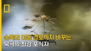 순록의 이동 경로까지 바꾸는 북극의 최강 포식자