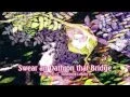 Download Lagu 【Megurine Luka feat. mothy】Swear an Oath that Bridge (あの橋に誓って) 【English Subs + Fanmade PV】