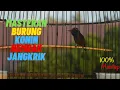 Download Lagu KONIN ISIAN JANGKRIK SAMBUNG NEMBAK CIBLEK DAN CILILIN