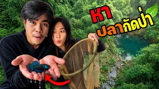 หาปลากัดป่าอีสาน!!! 24ชั่วโมง...
