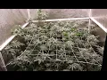 Gush Mints Fem Line Testing and WORLD RECORD Pheno Hunt Weeks 3-4 Flower