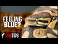 What You Don t Know About Snake Sheds - Important