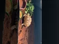 New Title Sheldon the Tortoise