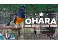 Download Lagu Kualitas Murai 3 Milyar ! GOPRO - Ohara Is Back ! DAHSYAT TEMBAKAN Murai Prio Excellent