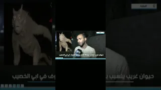 ظهور كائن غريب في البصره دراكولا دندنها