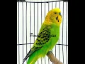Download Lagu #shorts PARKIT GACOR ! Isian Gereja Kenari Lovebird tembak beset crecet  / Budgie Parakeet
