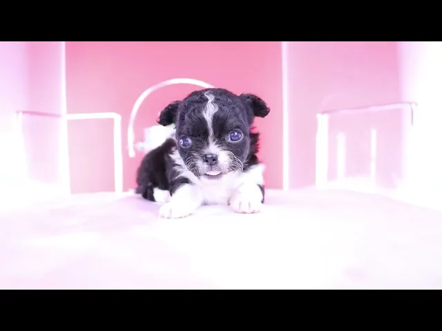 動画