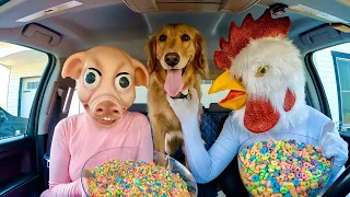 Rubber Ducky Surprises Police, Rooster & Puppy with Car Ride Chase!!