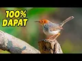 Download Lagu TERBUKTI AMPUH !!! SUARA PRENJAK BETINA MEMANGGIL JANTAN 100% COCOK UNTUK PIKAT \u0026 PANCINGAN