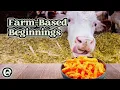 The Unbelievable Origins of Cheetos