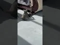 Grey Calico Kitten