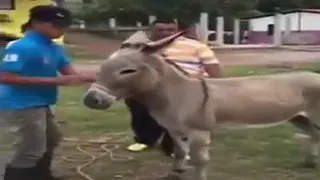 اضحك جامد جدا معنا دندنها
