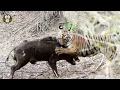 Download Lagu Aksi Menegangkan Harimau Saat Berburu Babi Liar. Berhasilkah.??