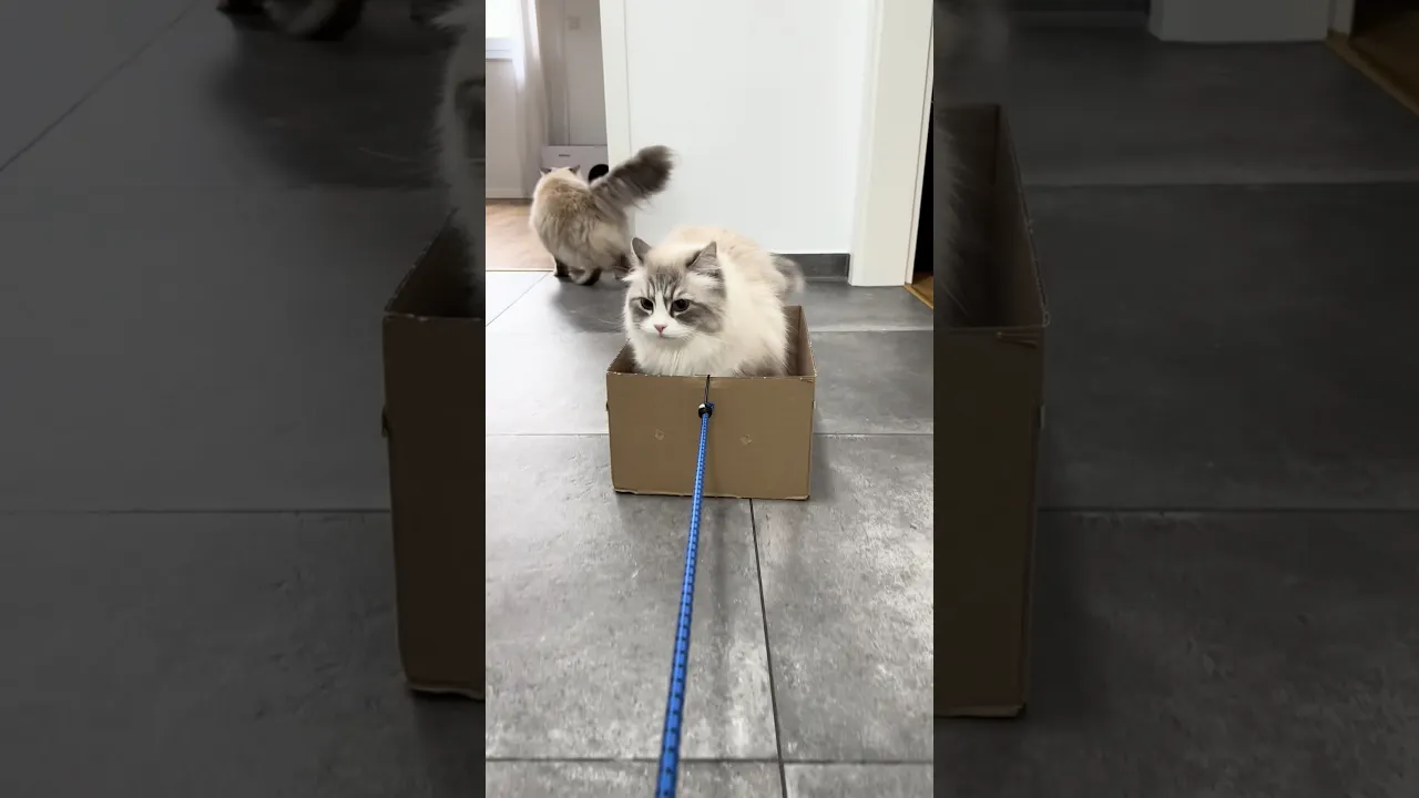 That was funny! - CatMia