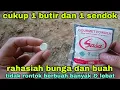 Lagu MERINDING liat buahnya setelah menggunakan cara ini berbuah banyak lebat dan tidak rontok
