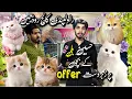 Cats Market Rawalpindi College Road Beautiful Kitten Shop In 2026 Shahzain Animals Vlogs