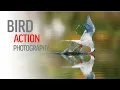 Download Lagu HARI YANG SANTAI UNTUK FOTOGRAFI AKSI BURUNG | Cara mendapatkan bidikan