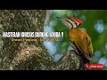 Download Lagu MASTERAN PELATUK BAWANG GACOR