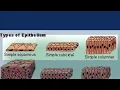 Histology - Epithelium