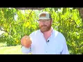 Chiles and the giant peach that might be the world s biggest