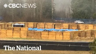 B C Ostriches Dead After Cull By Professional Marksmen 