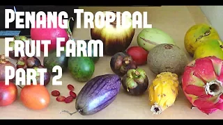 Visit my website at http://www.junglejoel.com - a common fruit in South East Asia, the purple mangos. 