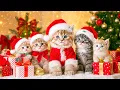 Lagu Cozy Christmas with Kittens: Gifts, Purring \u0026 Magic 🎄🐱