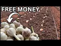 THE SECRET TO PLANTING GARLIC FOR PROFIT AND SAVING YOUR SEED