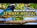 Download Lagu TEMBAKAN BRUTAL‼️Full isian Mewah Roll Sadis Panjang#masteranburung