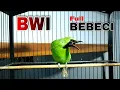BWI FULL BEBECI || MASTERAN CUCAK IJO BANYUWANGI ASLI ALAS PURWO