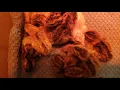 Help quail hatch with hours old chick sounds